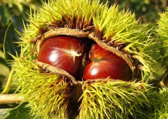 板栗表面发霉里面没坏还能吃吗?