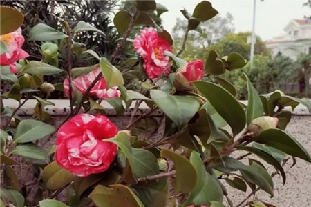 茶花开的花朵打蔫蔫了是什么原因