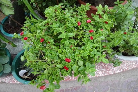 牡丹吊兰秋天养护 百度网盘