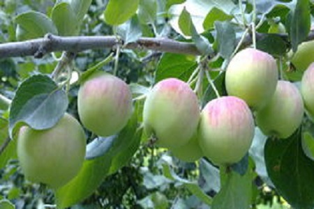 海棠果种植方法和注意事项