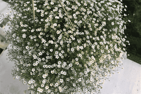 纯白色满天星花语