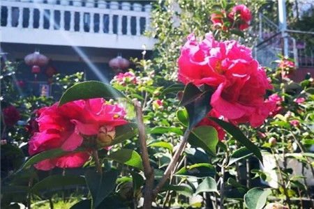 茶花开的花朵打蔫蔫了是什么原因