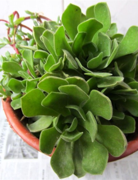 冰绒掌怎么养才能开花