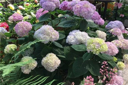 现在能不能修剪