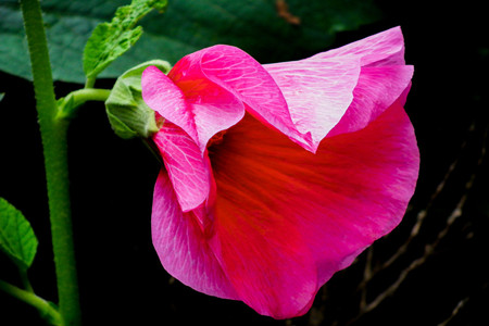 蜀葵的繁殖方法有哪些