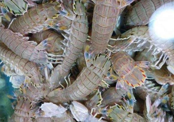 皮皮虾隔夜还能吃吗皮皮虾发黑了还能吃吗(皮皮虾过夜了能吃吗)