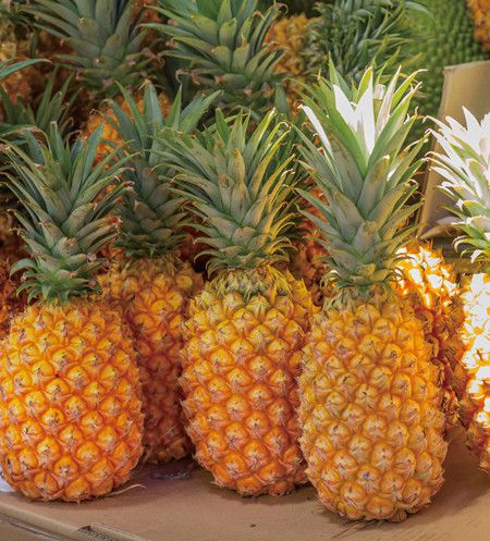 山菠萝的功效与作用