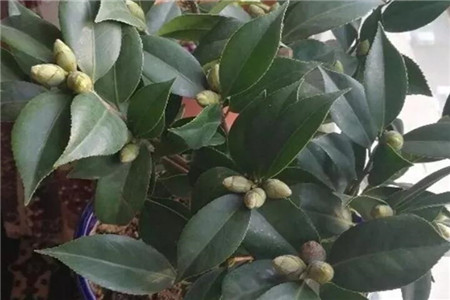 记住这5点茶花疯狂冒花苞开花碗口大！(茶花开的花朵打蔫蔫了是什么原因)