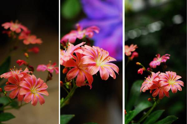 露薇花怎么施肥(露薇花用什么土种)