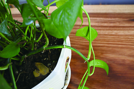 绿萝烂叶怎么办?