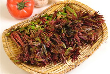 香椿树繁殖(四种方法)