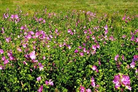 蜀葵的繁殖方法有哪些