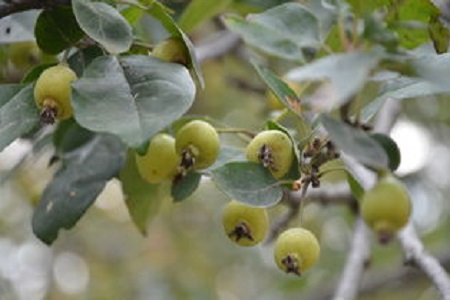 海棠果种植方法和注意事项