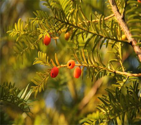 红豆杉怎么施肥红豆杉怎么养红豆杉