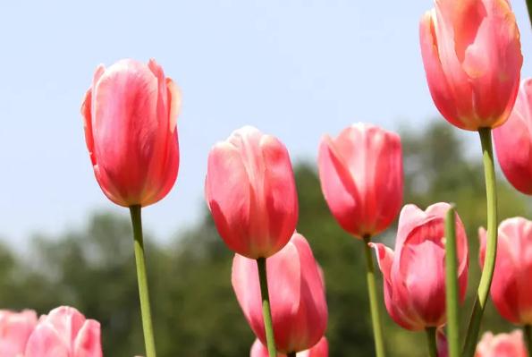 郁金香花语及象征意义