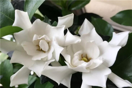 现在能不能修剪