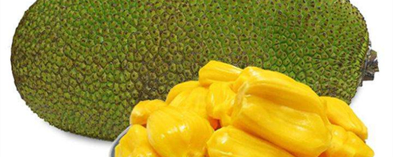 菠萝蜜怎么养(菠萝蜜怎么养熟)