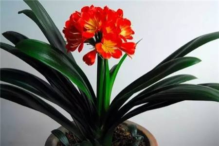 君子兰叶子长偏了怎么矫正