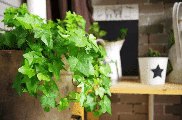 家里的角落怎么布置