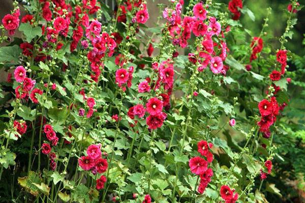 蜀葵的繁殖方法(蜀葵的繁殖方法有哪些)