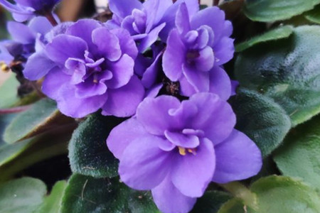 紫罗兰花的价格是多少