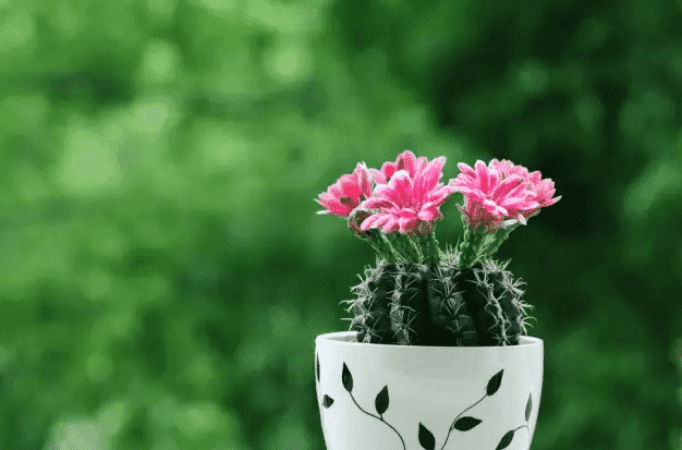 家里的角落怎么布置