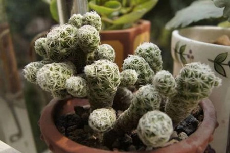 仙人掌金手指怎么养