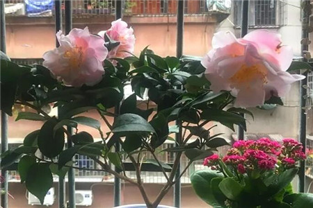 茶花开的花朵打蔫蔫了是什么原因