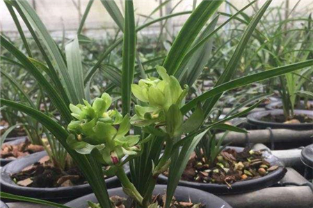 兰花硬植料经典配方