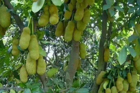 菠萝蜜怎么养熟