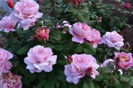 现在能不能修剪