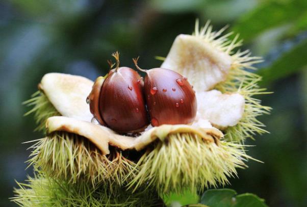 板栗变干变硬还能吃吗怎么挑选新鲜板栗(板栗放干了怎么变软 板栗干了硬了还能吃吗)
