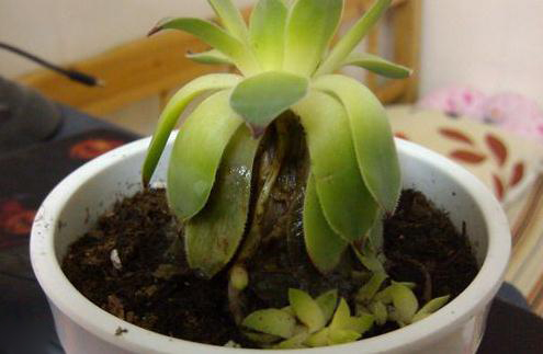 多肉植物化水怎么处理