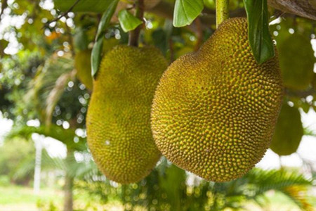 菠萝蜜怎么养熟