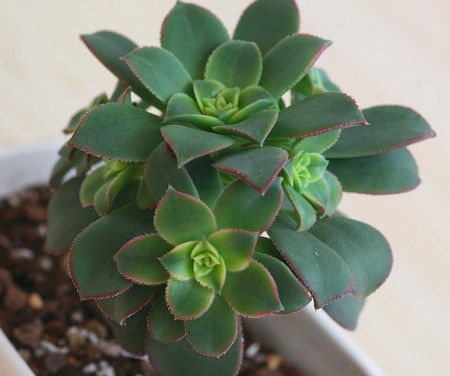 冰绒掌怎么养才能开花