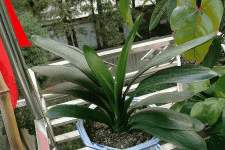 君子兰叶子长偏了怎么矫正