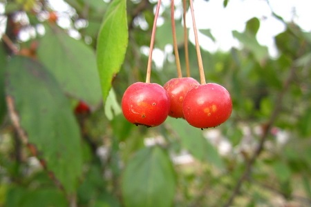 海棠果种植方法和注意事项