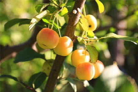 海棠果种植方法和注意事项