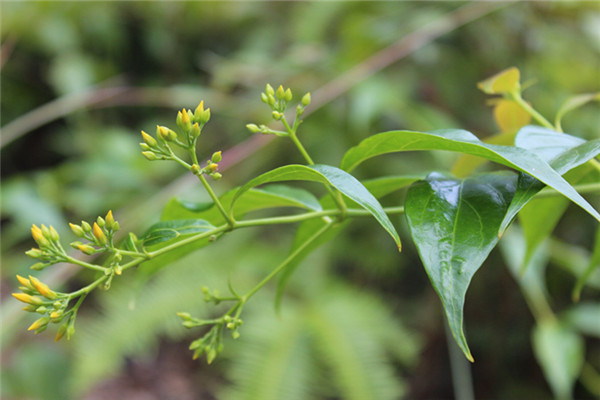 断肠草真的有毒吗(断肠草对人体有什么危害)