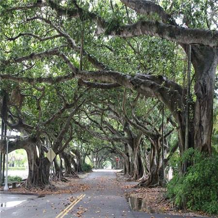 榕树气根生出后怎样才能更粗壮