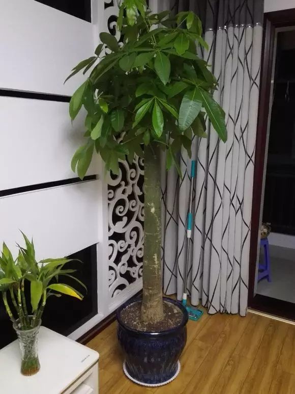 绿萝发财树的养殖方法