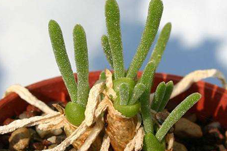 碧光环多肉好养吗