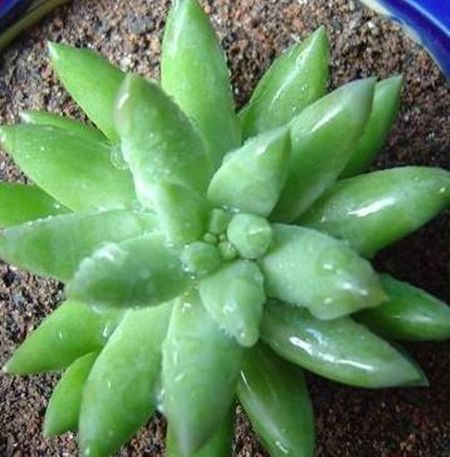 千佛手为什么总掉叶子