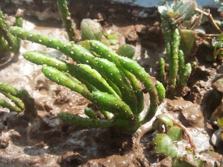 姬珊瑚怎么扦插活的快