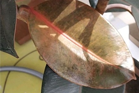 橡皮树干叶发黄怎么办