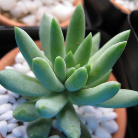 千佛手为什么总掉叶子