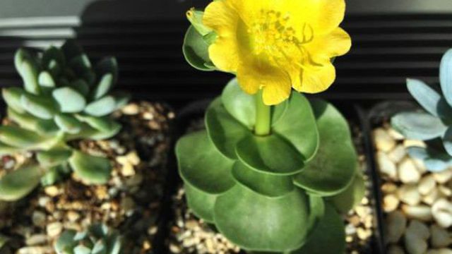 金钱木有毒吗可以室内养殖吗(金钱木容易养吗)