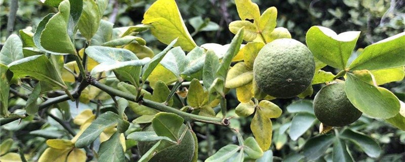 枳的养殖方法和注意事项(枳椇观赏特性)