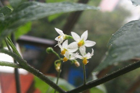 少花龙葵和龙葵的区别