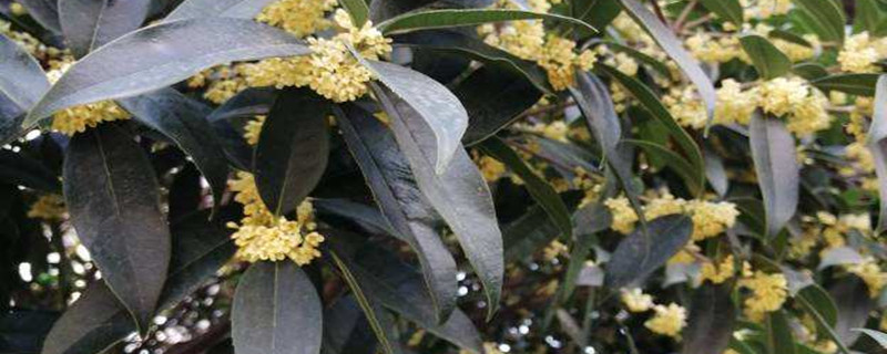 桂花嫁接用什么树桩(桂花嫁接用什么树桩最好)